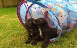 Cocker Spaniel dogs for sale: Cocker Spaniel Puppies - Image 18