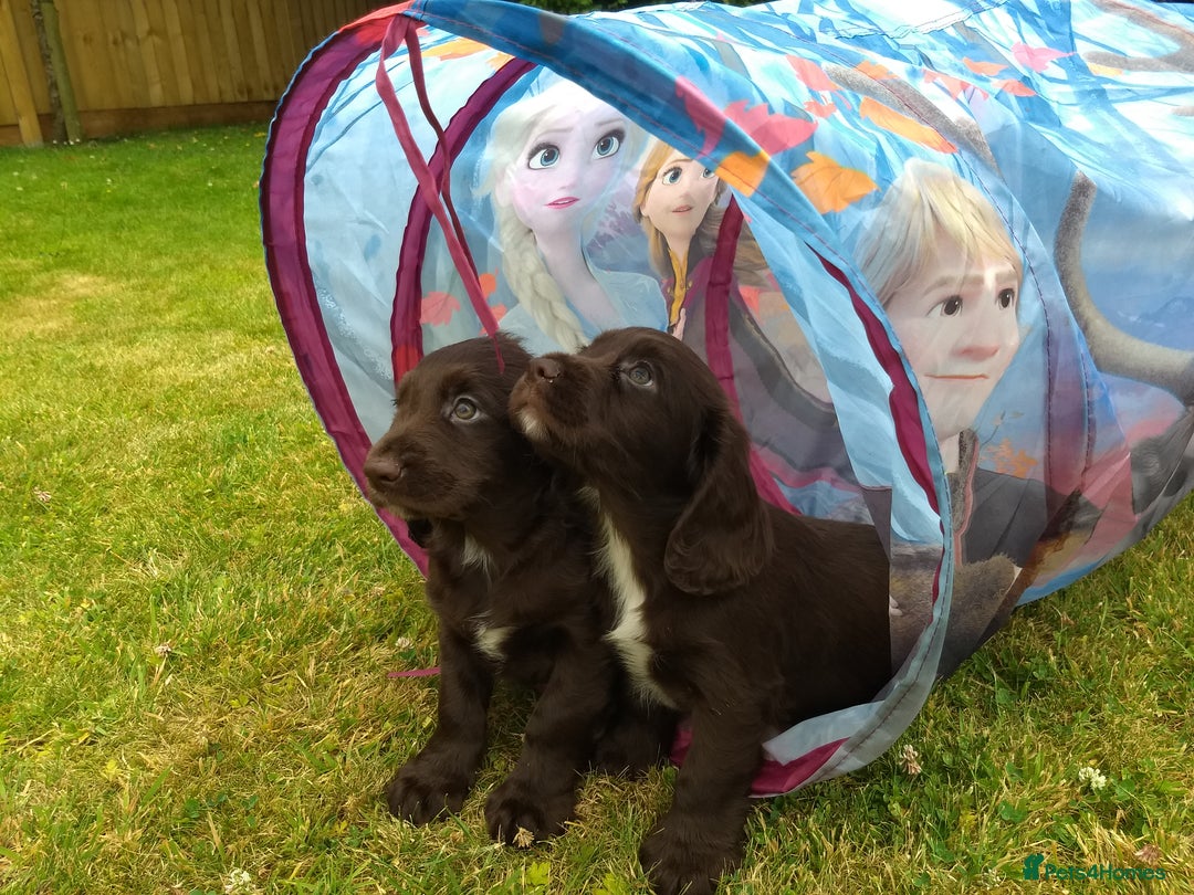 Cocker Spaniel dogs for sale: Cocker Spaniel Puppies - Image 18