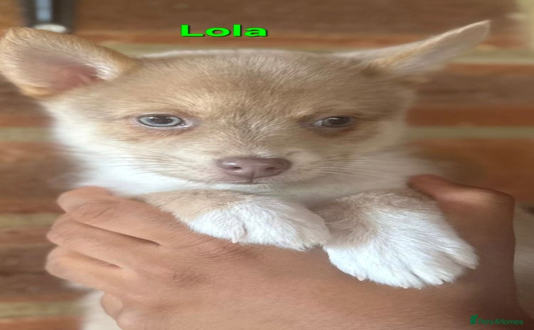 Pomsky dogs - Advert 1