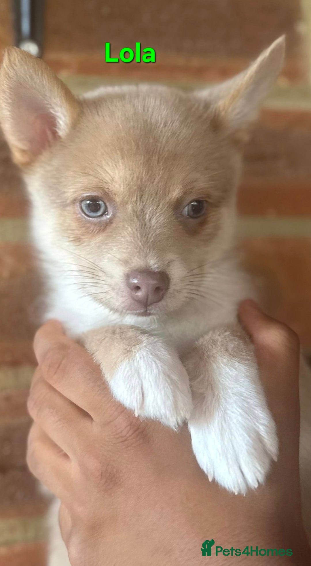 Pomsky dogs for sale: Ready now -Stunning F4 Pomskies, 6kg as adults  - Image 10