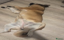 Belgian Shepherd Dog dogs for sale: Raven  - Image 3
