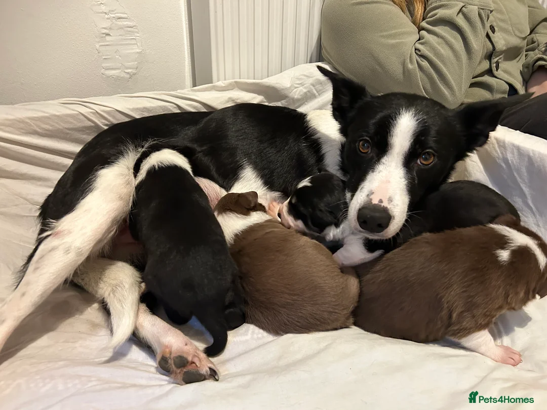 Border Collie dogs for sale: Collie pups - Advert 13
