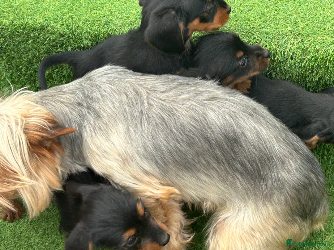 Mixed Breed dogs for sale: Dorkie puppies - Image 16