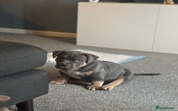 American Bully dogs for sale: Micro/Pocket Bully Puppy - Image 5