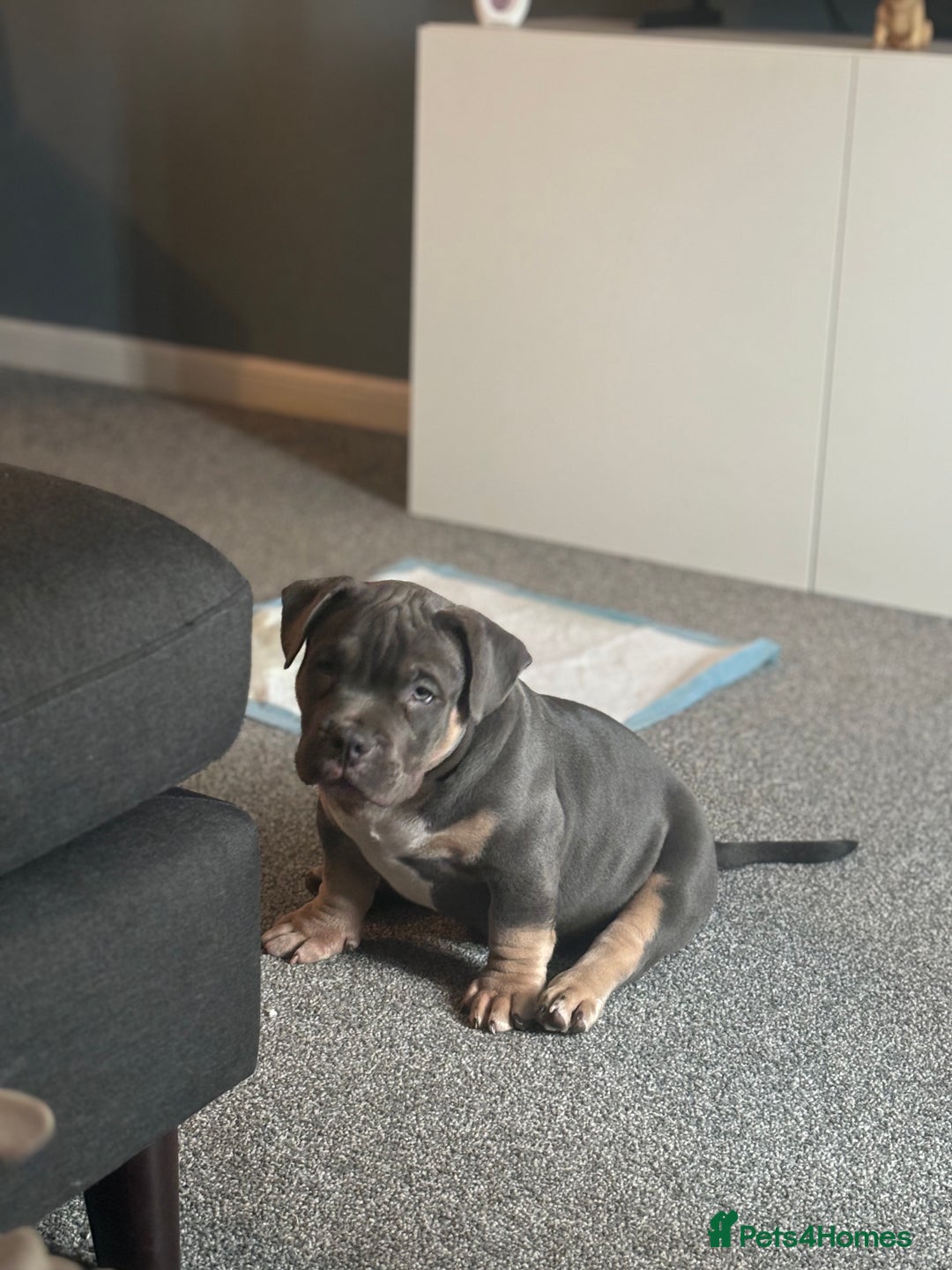 American Bully dogs for sale: Micro/Pocket Bully Puppy - Image 5