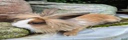 Lionhead rabbits for sale: 2 Young lionhead does for sale £50 each  in Manchester - Advert 5