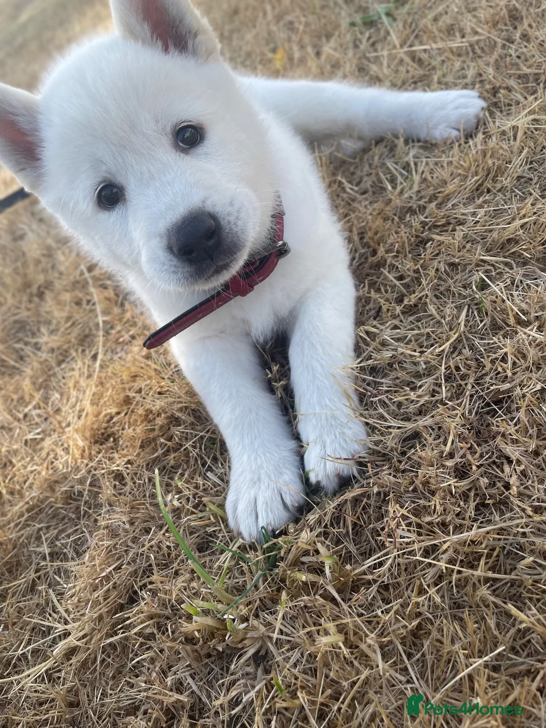 Japanese Akita Inu dogs for sale: Our beautiful Japanese Akita  - Advert 2