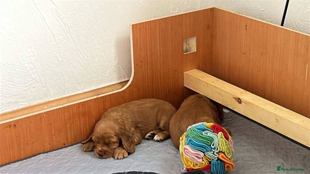Cocker Spaniel dogs for sale: Cocker spaniel puppies - Image 5