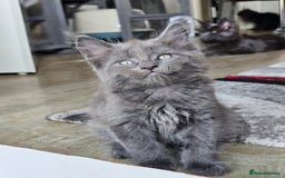 Maine Coon cats for sale: 🔥*Stunning Litter of 8💎Solid Blue Maine Coon*🔥  - Image 6