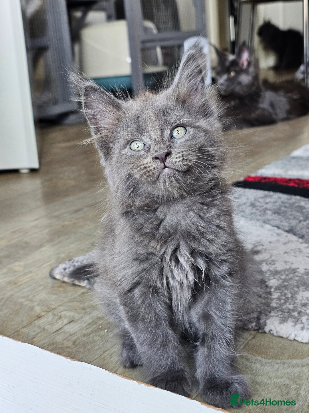 Maine Coon cats for sale: 🔥*Stunning Litter of 8💎Solid Blue Maine Coon*🔥  - Image 6
