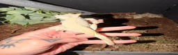 Gecko reptiles for sale: Male crested gecko - Advert 2