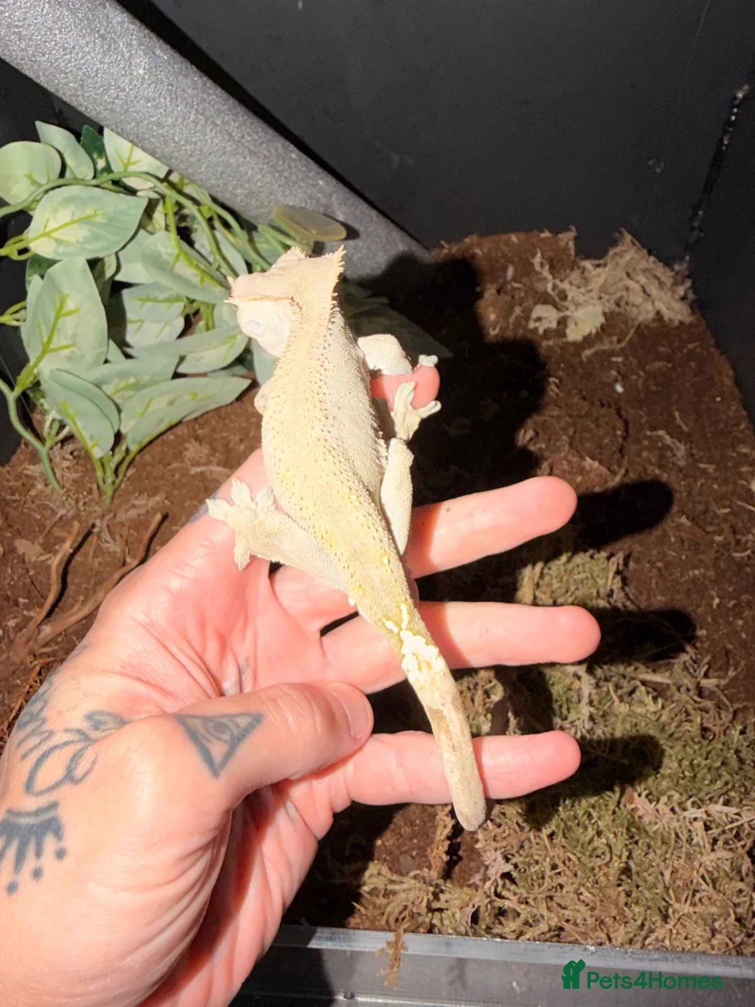 Gecko reptiles for sale: Male crested gecko - Advert 2
