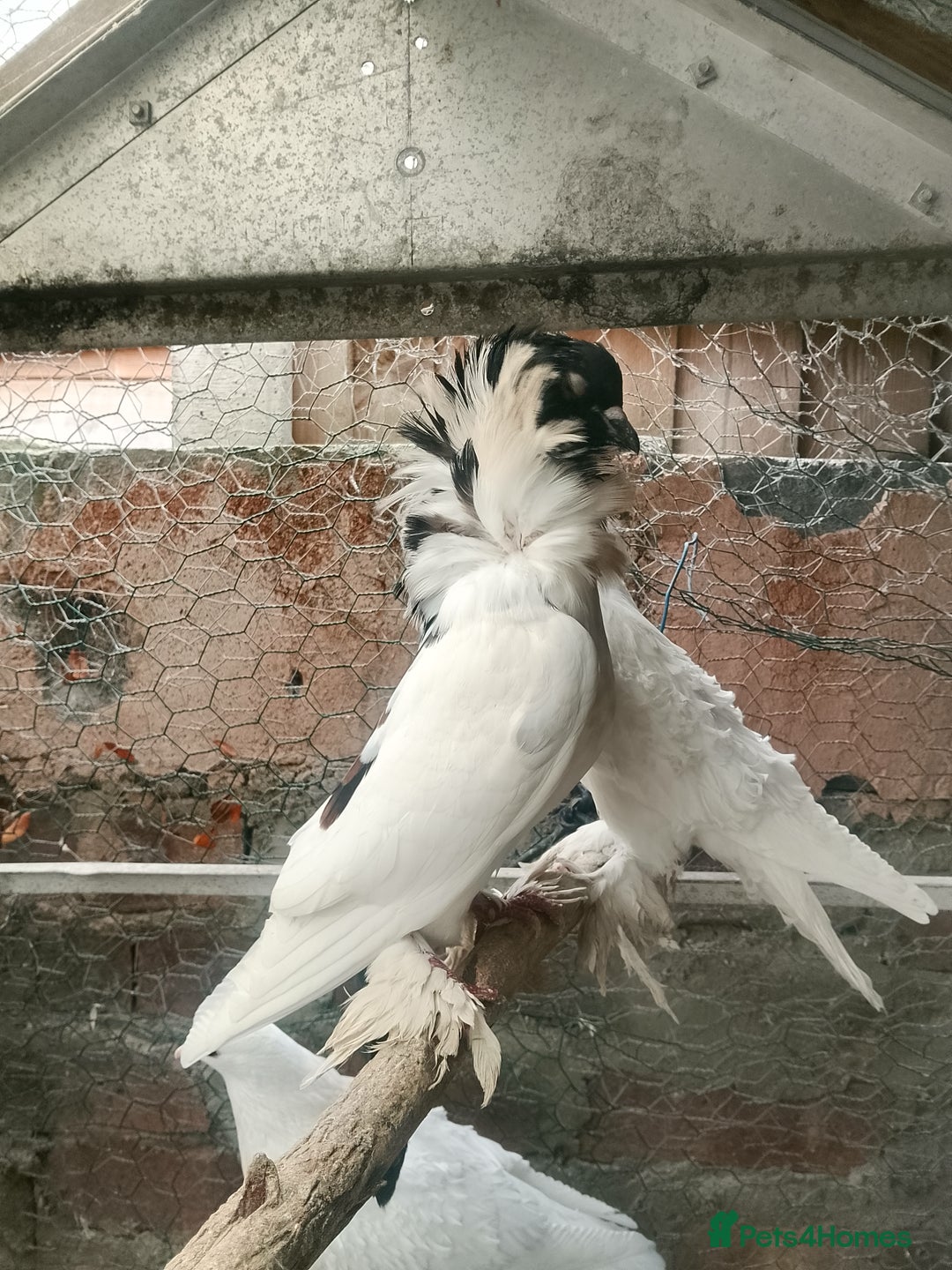 Pigeons birds for sale: Pigeon for sale - Advert 22