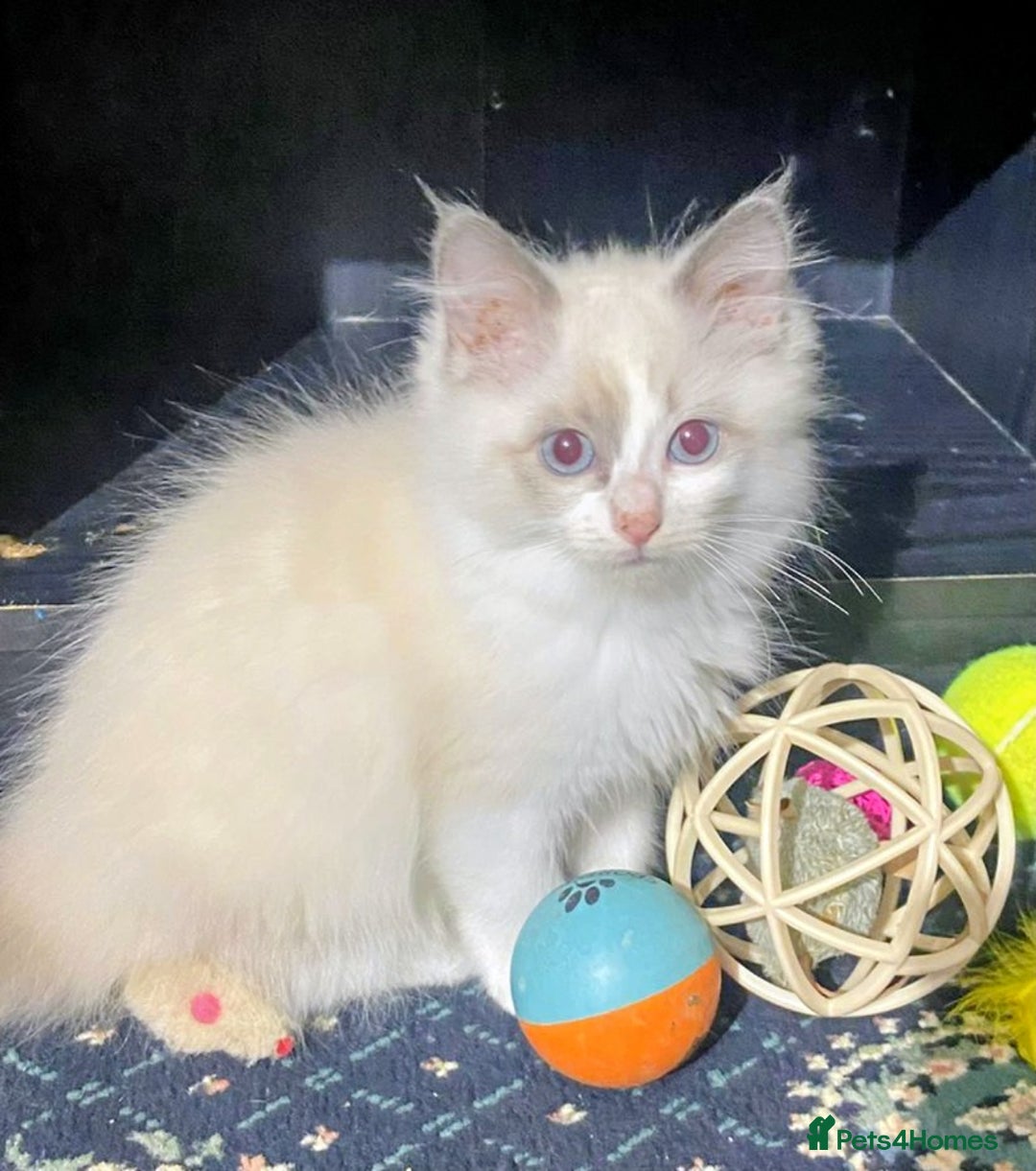 Ragdoll cats for sale: Pedigree Ragdolls for sale £495 - Image 6