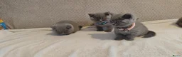 British Shorthair cats for sale: Beautiful British Shorthair Kittens – GCCF Reg in London - Advert 9