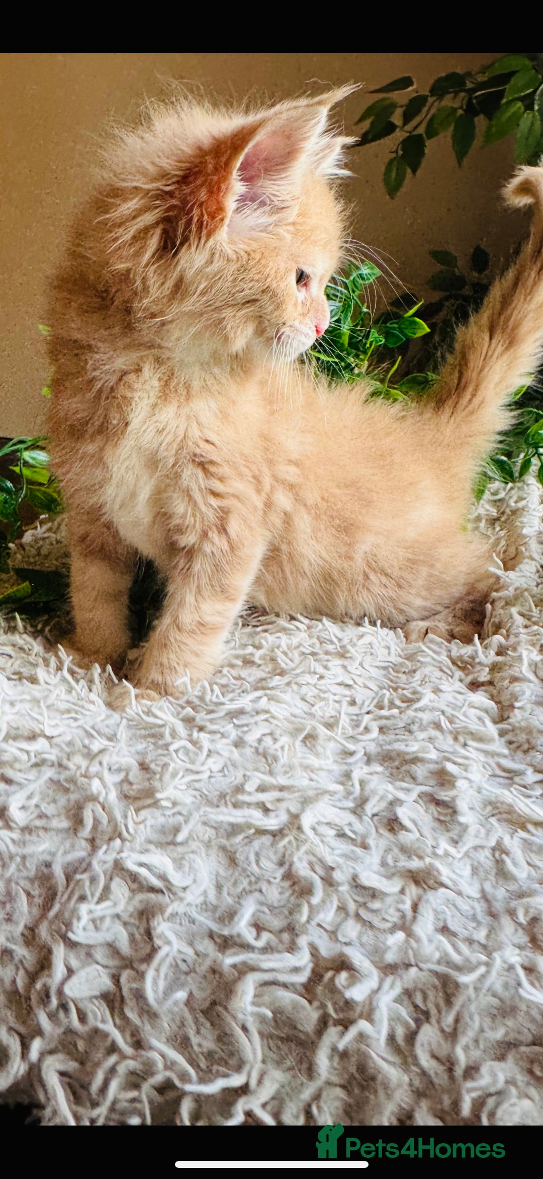 Maine Coon cats for sale: Beautiful GCCF Maine Coon kittens - Advert 21