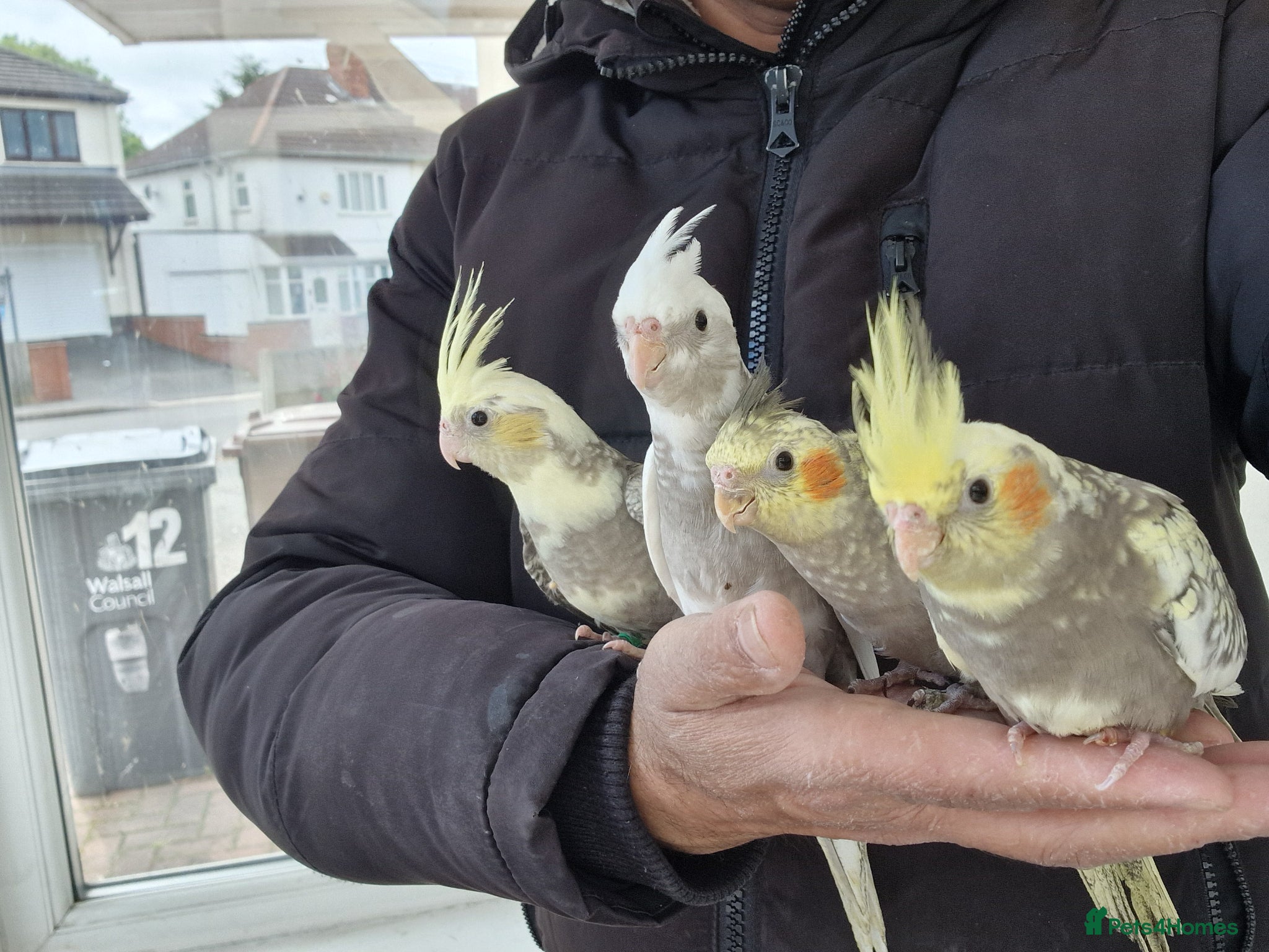 Cockatiels birds Super hand tamed baby cockatiels  - Advert 5