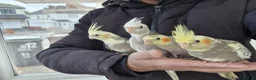 Cockatiels birds for sale: Super hand tamed baby cockatiels  - Advert 12