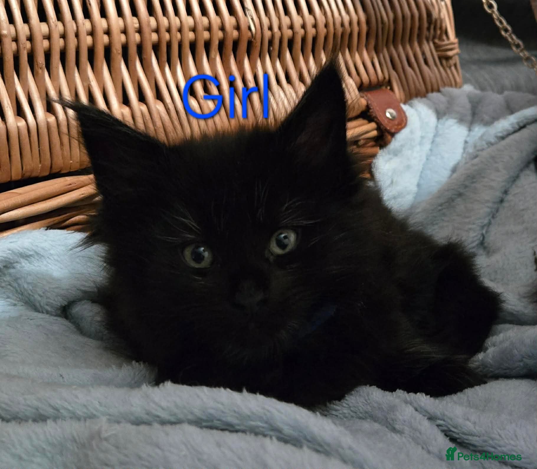 Maine Coon cats 2 Maine Coons girls. - Advert 3