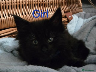 Maine Coon cats 2 Maine Coons girls. - Advert 3