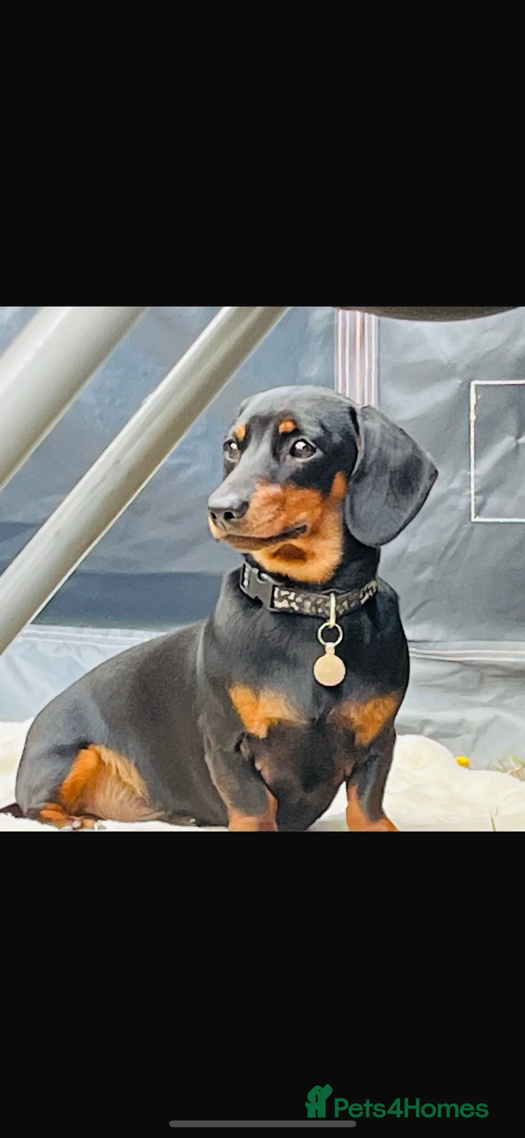 Miniature Dachshund dogs for stud: Black & tan Miniature Dachshund  - Advert 2