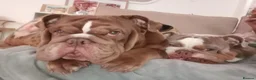 English Bulldog dogs for sale: Mini lilac English Bulldog in Liverpool - Advert 10