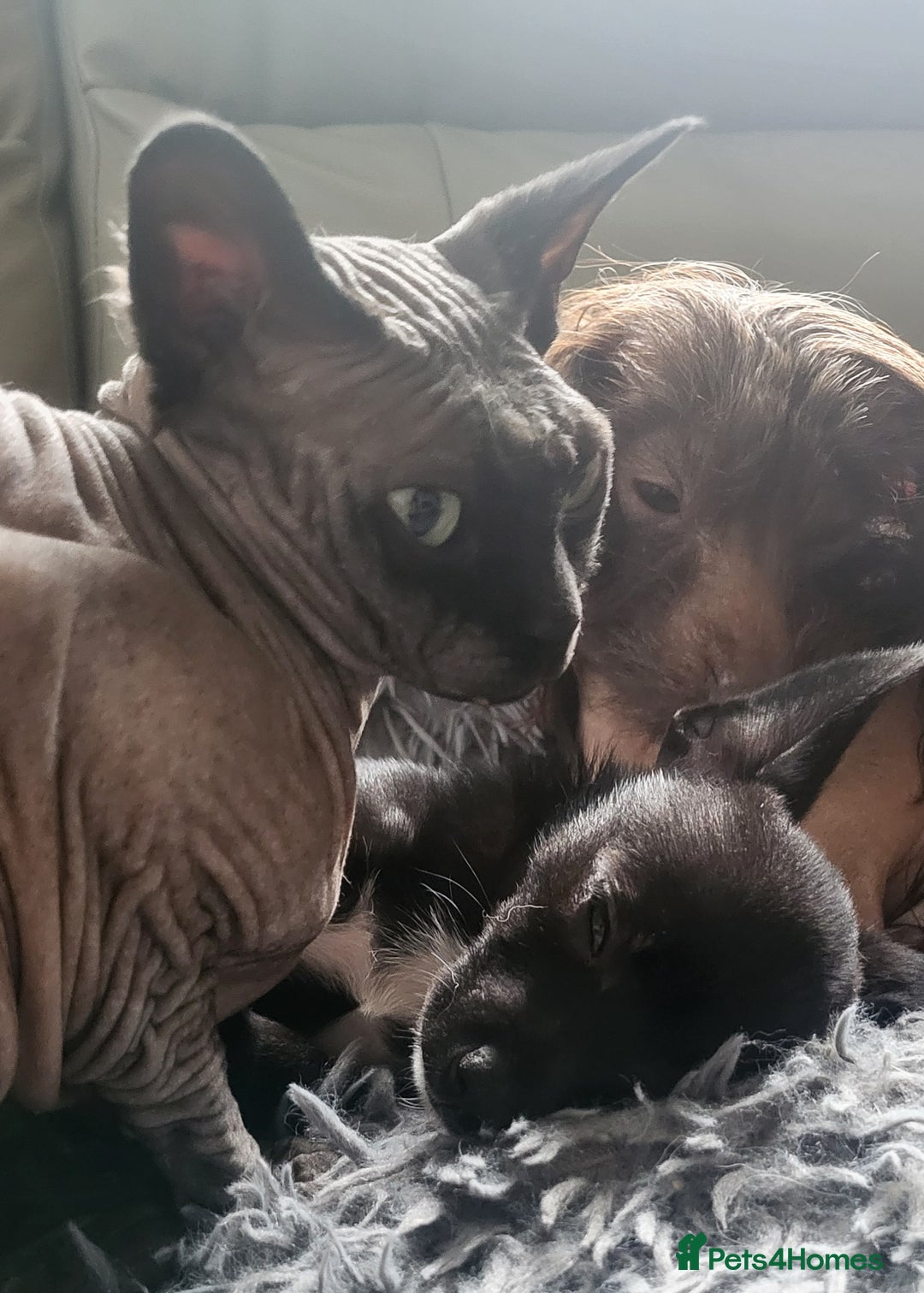 Mixed Breed dogs for sale:  Reserved Boy Small Male Papillon Cross Chihuahua  - Image 12