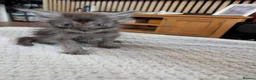 Maine Coon cats for sale: Maine coon - Advert 13