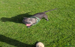 Staffordshire Bull Terrier dogs for sale: Blue female staff for sale  - Image 10