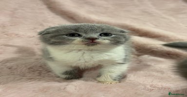 Scottish Fold cats Chunky Scottish fold/straight kittens  - Advert 5