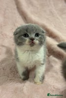 Scottish Fold cats Chunky Scottish fold/straight kittens - Advert 1