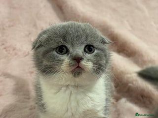Scottish Fold cats Chunky Scottish fold/straight kittens - Advert 3