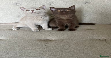 British Shorthair cats - Advert 15