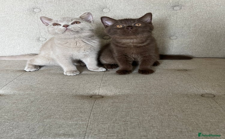 British Shorthair cats - Advert 1