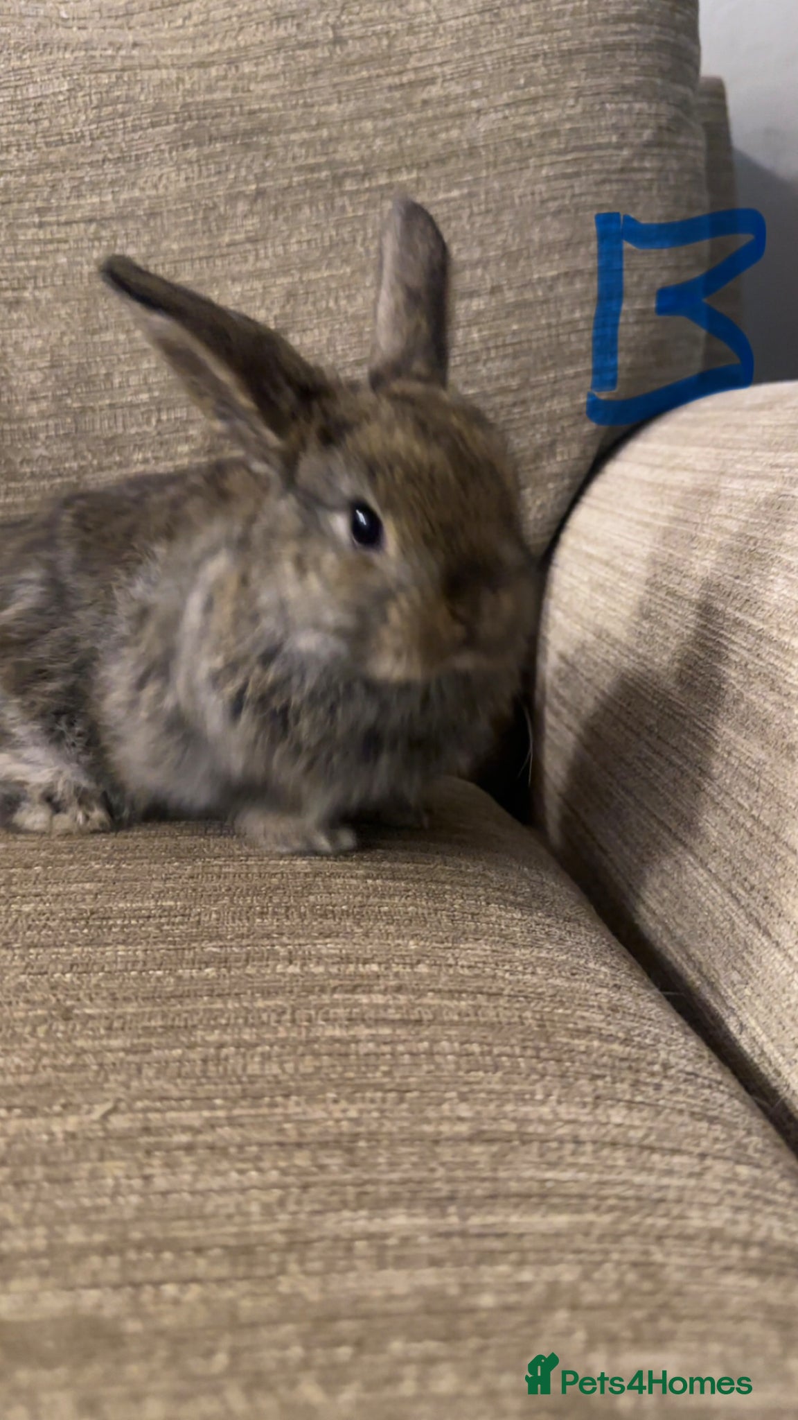 Mini Lop rabbits Mini lops available ready to leave now  - Advert 2