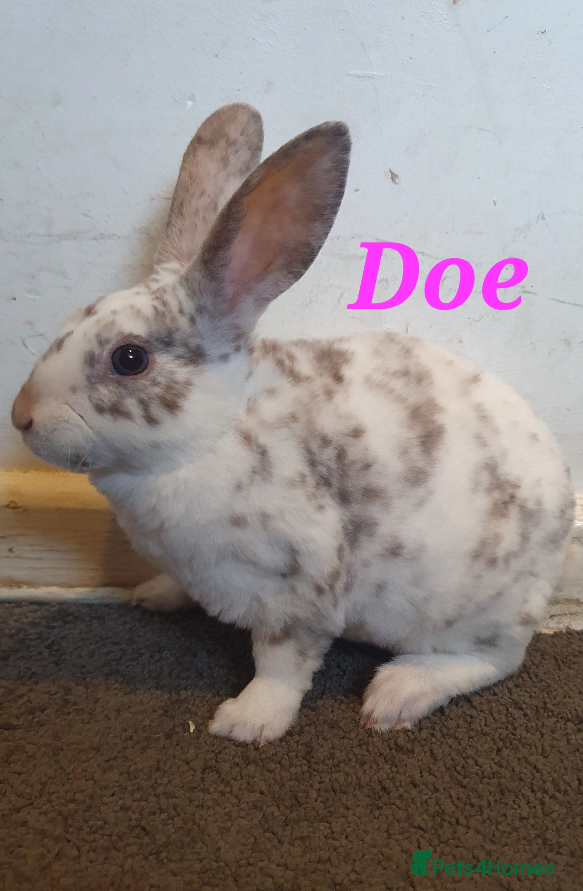 Rex rabbits Gorgeous mini rex babies  - Advert 17