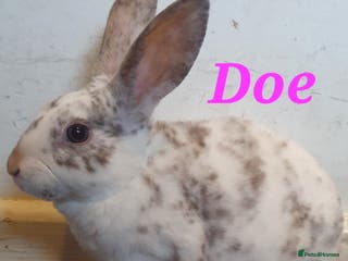 Rex rabbits Gorgeous mini rex babies xx - Advert 16