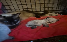 Ragdoll cats for sale: Seal point ragdoll kittens - Image 3