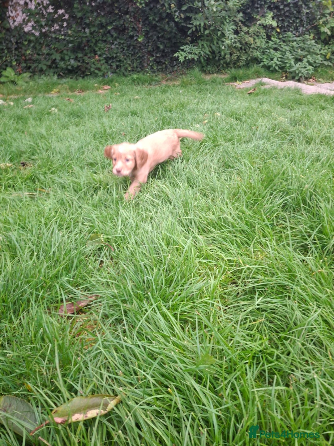 Cocker Spaniel dogs for sale: Kc registered working cocker puppies - Image 7