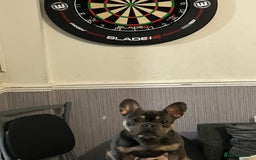 French Bulldog dogs for sale: Rocky looking for forever home. - Image 6
