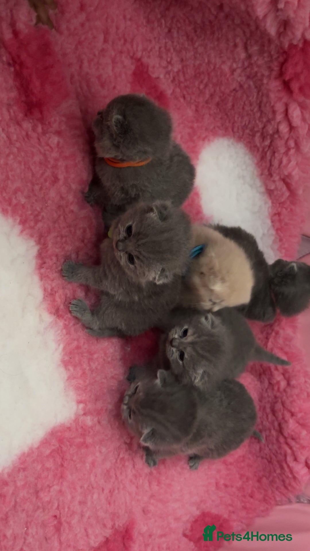 British Shorthair cats for sale: Britishshorthair kittens  - Image 4
