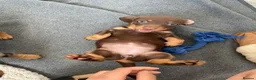 Dachshund dogs for sale: 4 Gorgeous Dachshund puppies for sale in Northwood - Advert 7