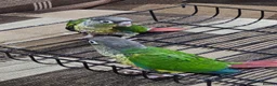 Conures birds for sale: Green cheek conuere in Birmingham - Advert 4