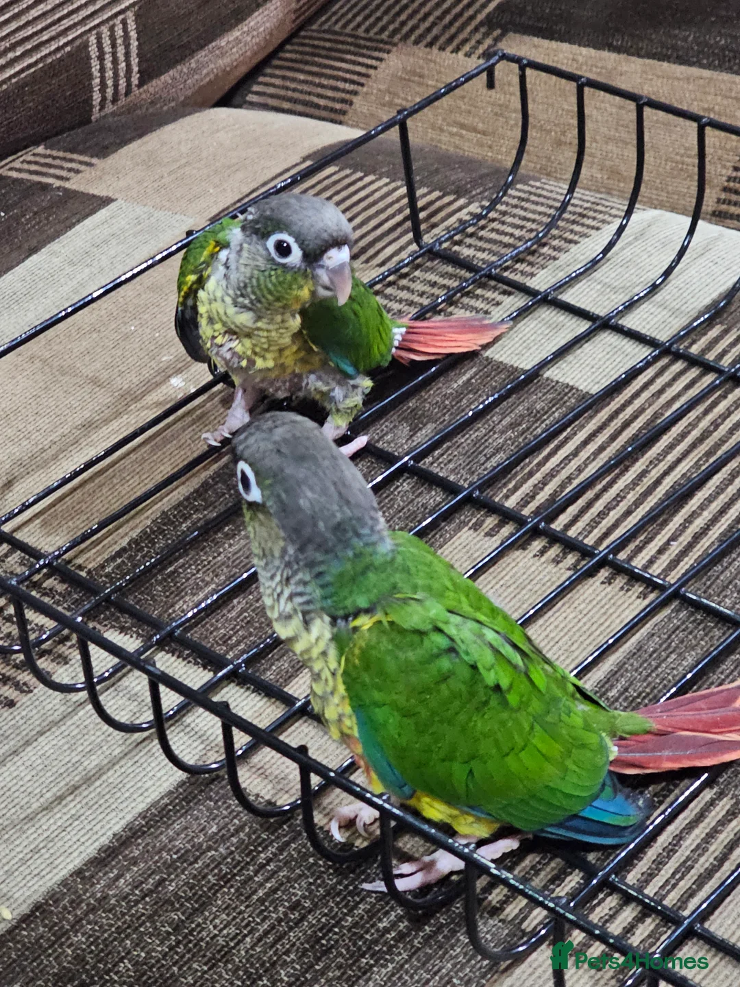 Conures birds for sale: Green cheek conuere in Birmingham - Advert 4