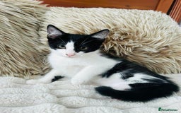 Mixed Breed cats for sale: Beautiful Kittens For Sale  - Image 11