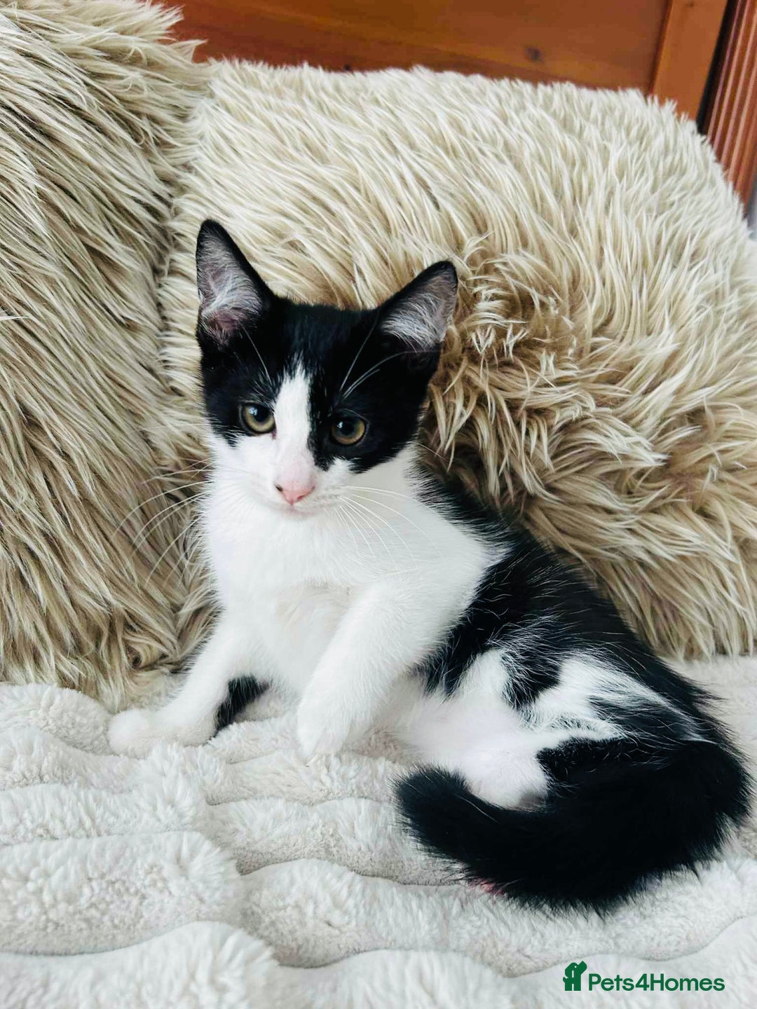 Mixed Breed cats for sale: Beautiful Kittens For Sale  - Image 11