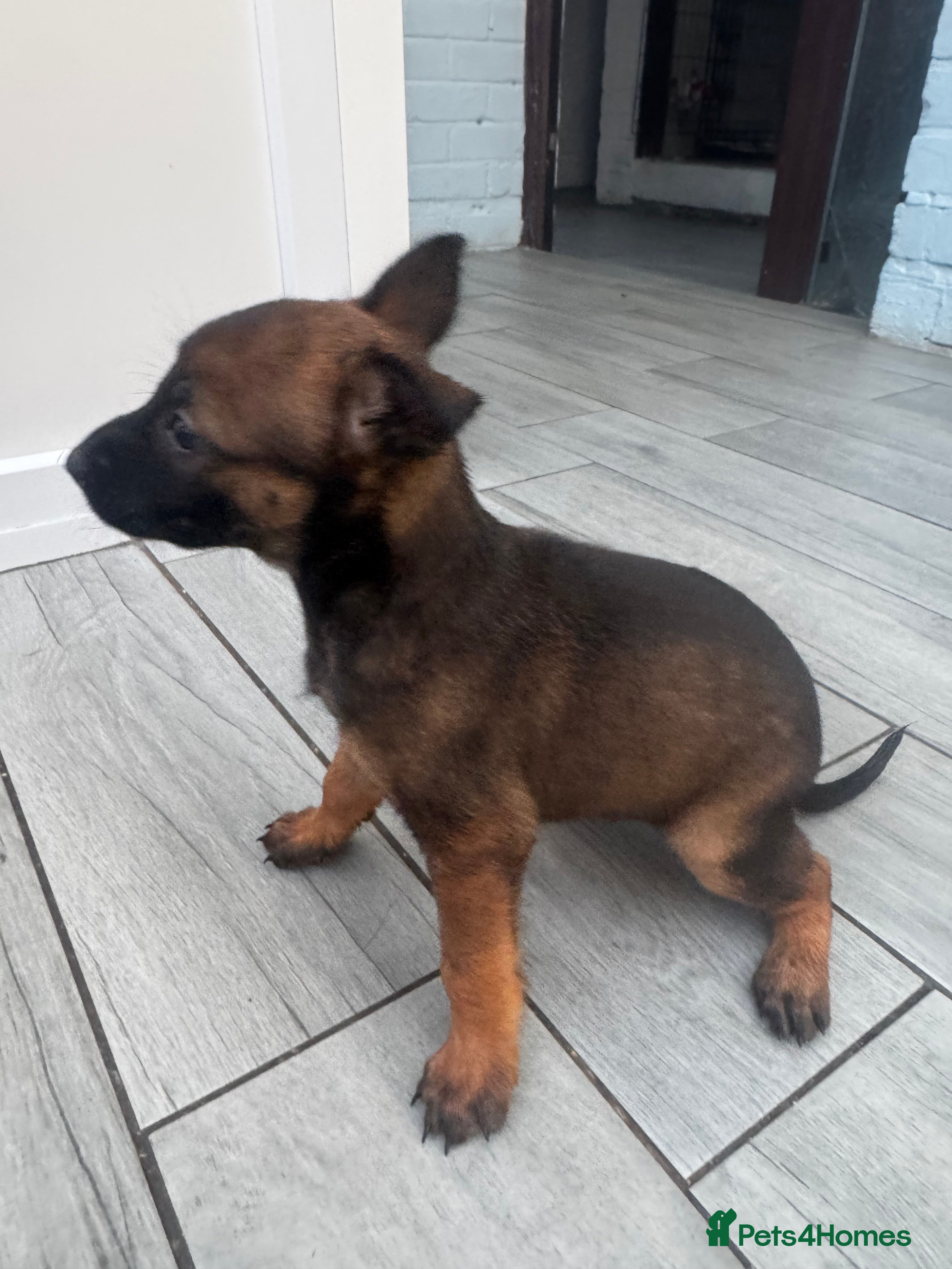 Belgian Shepherd Dog dogs Working Mali pups  - Advert 2