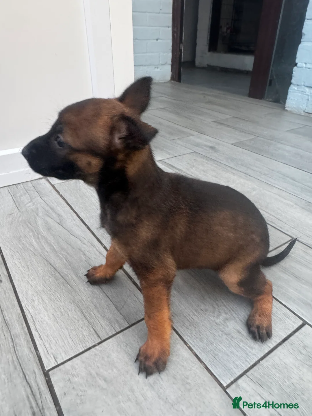 Belgian Shepherd Dog dogs for sale: Working Mali pups  in Crewe - Advert 2