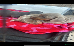 Miniature Dachshund dogs for sale: Stunning kc Miniature dachshund puppies🩷  - Image 8