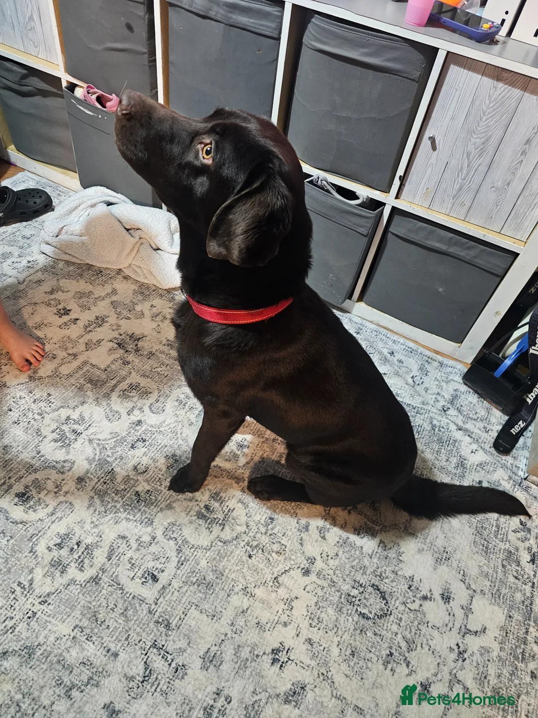 Labrador Retriever dogs for sale: Male Labrador  in Hengoed - Advert 3